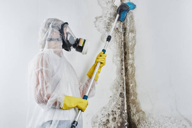 Best Mold Cleaning Services  in Sebring, OH