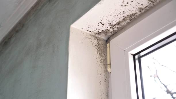 Certified Mold Removal in Sebring, OH
