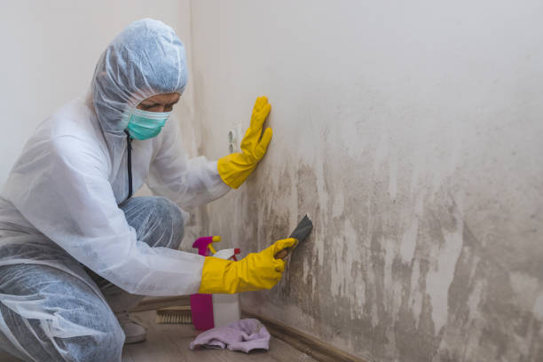 Best Attic Mold Removal  in Sebring, OH