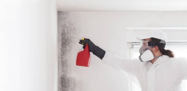 Best Toxic Mold Removal  in Sebring, OH