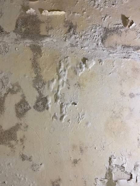 Best Home Mold Removal  in Sebring, OH