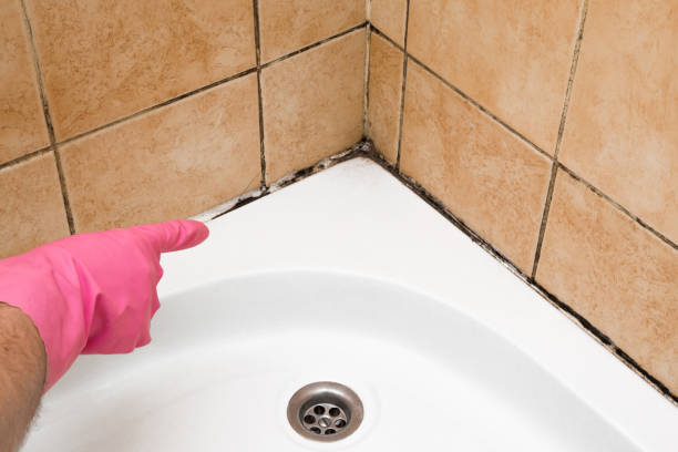Best Commercial Mold Removal  in Sebring, OH